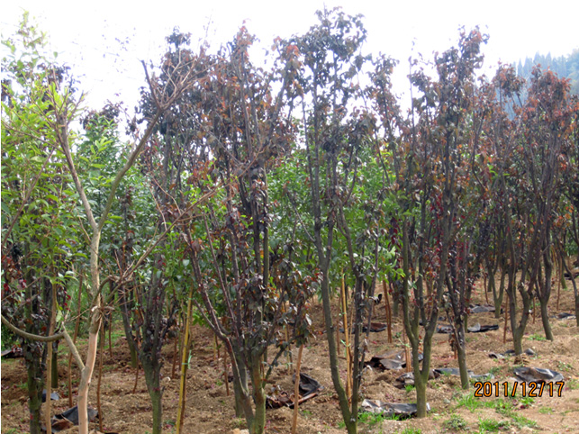 昆明高?；兀ㄈ?高海苗圃