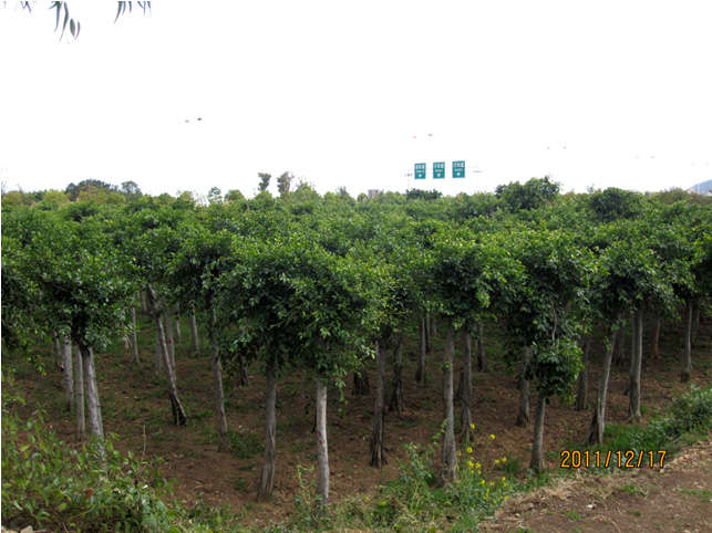 昆明高?；兀ǘ?高海苗圃