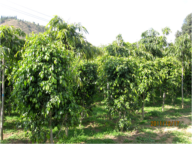 昆明高?；兀ㄒ唬?高海苗圃